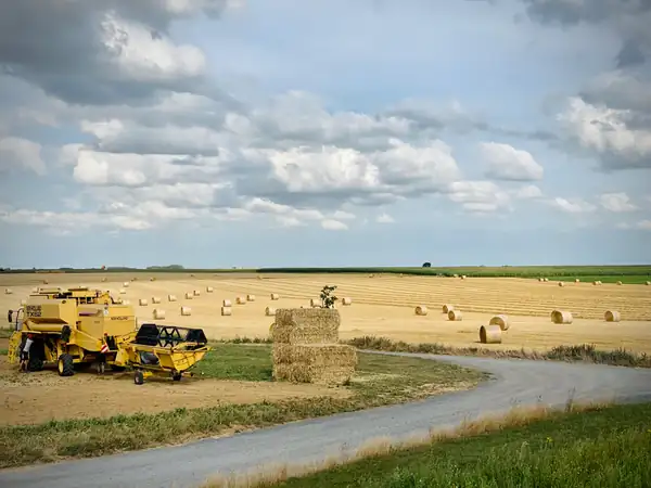 Kellogg’s expands regenerative agriculture programme to cover all UK wheat supply