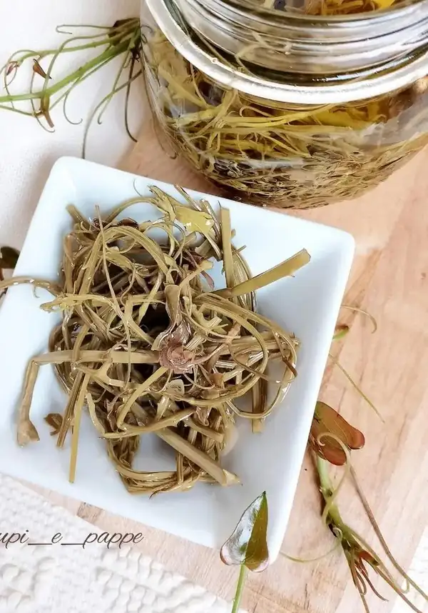 Sarsaparilla in oil. Smilax aspera