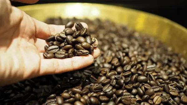 Different Continents, Different Flavors! These Are the Characteristics of Coffee from 4 Regions of the World