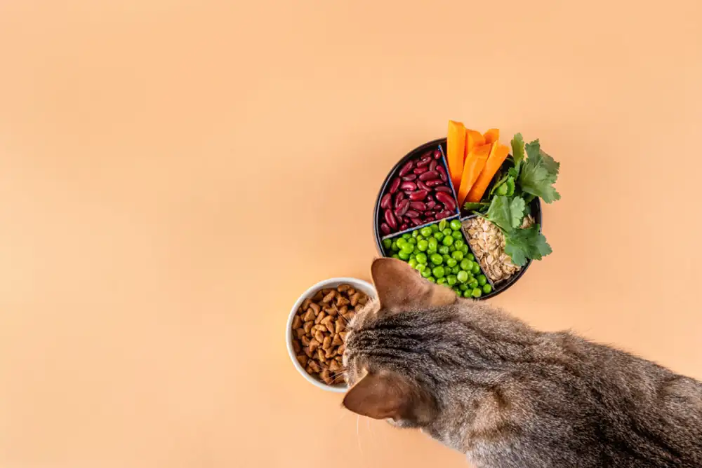 Un estudio revela que las dietas veganas son bien digeridas tanto por perros como por gatos