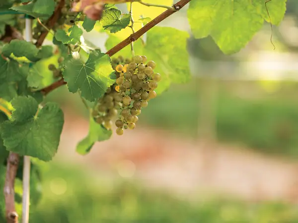 The Obscure French Grape Making Amazing American Wine