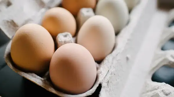 Why Do Eggs Get Salmonella?