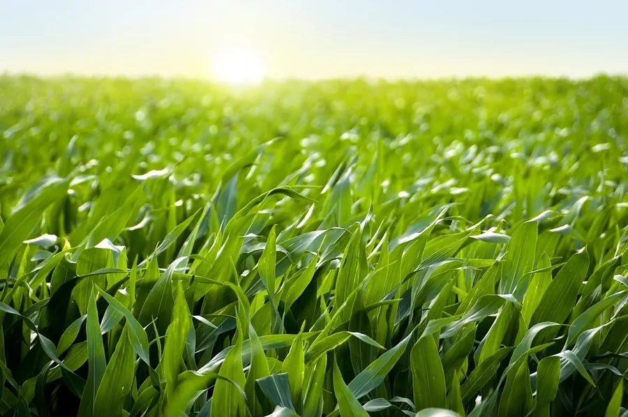 Pro Farmer crop tour points to smaller US corn crop than 2025