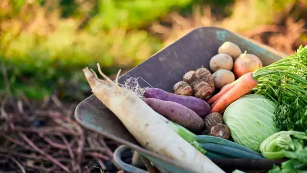 What are the best vegetables to eat in September?