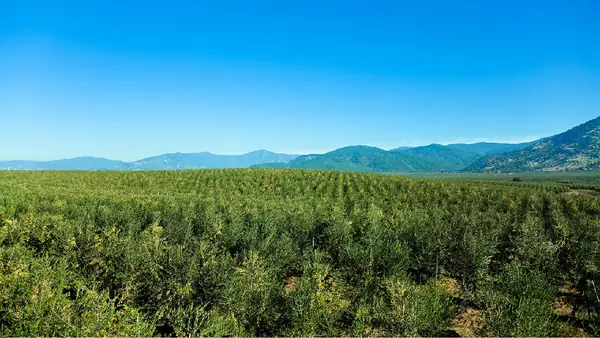 In Chile’s Curicó Valley, Agroindustrial Siracusa Builds an Olive Oil Success Story