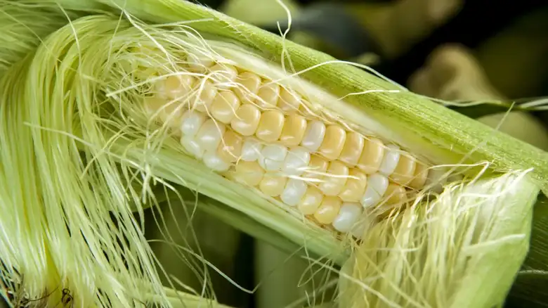 How To Buy The Best Corn For Grilling Without Seeing Past The Husk