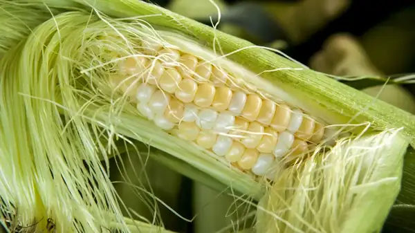 How To Buy The Best Corn For Grilling Without Seeing Past The Husk