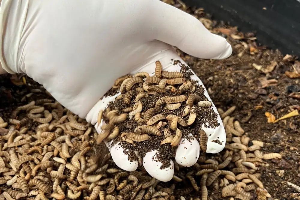 Granjas de insectos y comercialización de carne vegetal: Novedades del sector de las proteínas alternativas - hostelería
