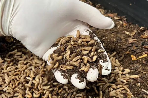 Insect farms and mock meat marketing: News from the alternative protein sector - hospitality
