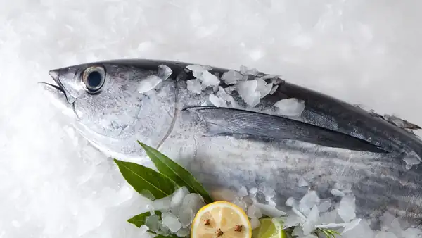 Take advantage of the end of the albacore tuna season: when to buy it, how to cook it, and why it's at its peak