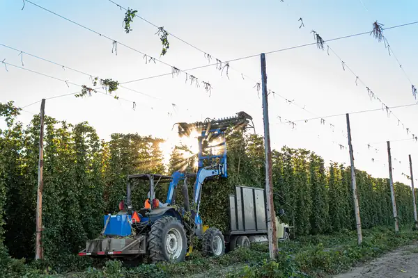 High quality US hops are here for your next beer
