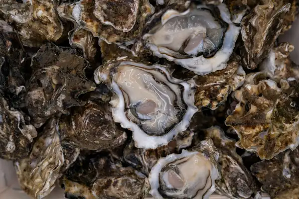 Oyster guide