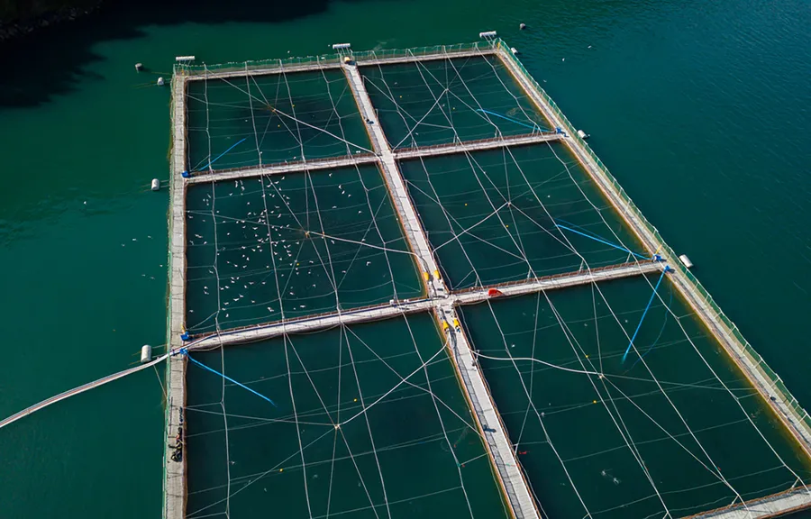 Chile comienza a exportar salmón a Nicaragua y fortalece su conexión con Rusia en el sector pesquero