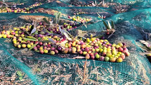 The Essential Guide to Harvesting Olives