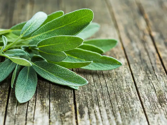 Sage: nutritional benefits, consumption, preservation