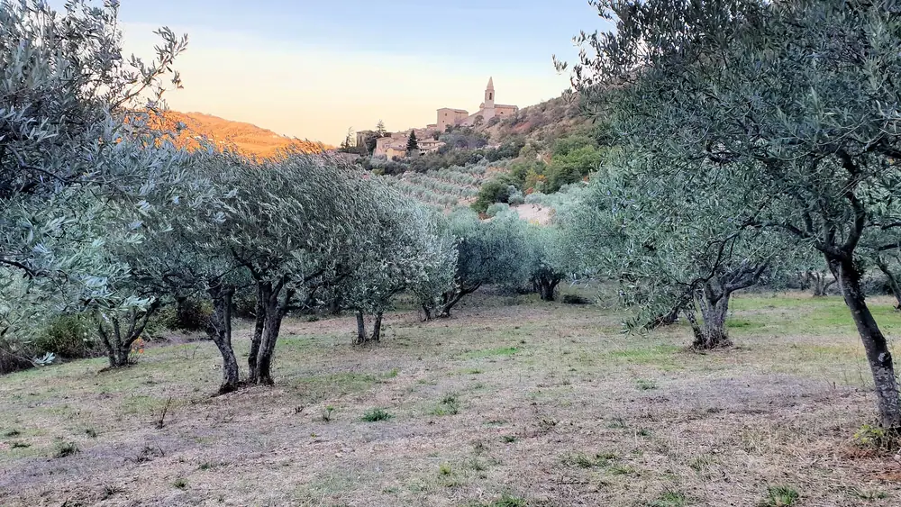 Una rara variedad de aceituna italiana da como resultado un aceite de primera clase mundial