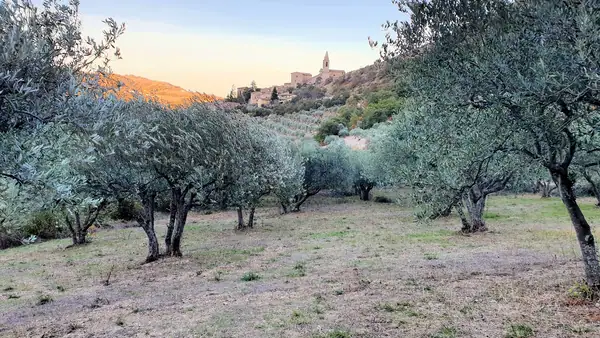Rare Italian Olive Variety Leads to World Class Oil