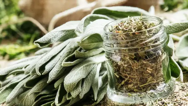 The Cheat Sheet Conversion For Substituting Fresh Herbs And Dry Herbs