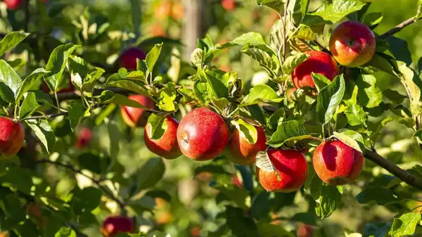 This expert asks everyone who has apple trees in their garden to do one thing in September