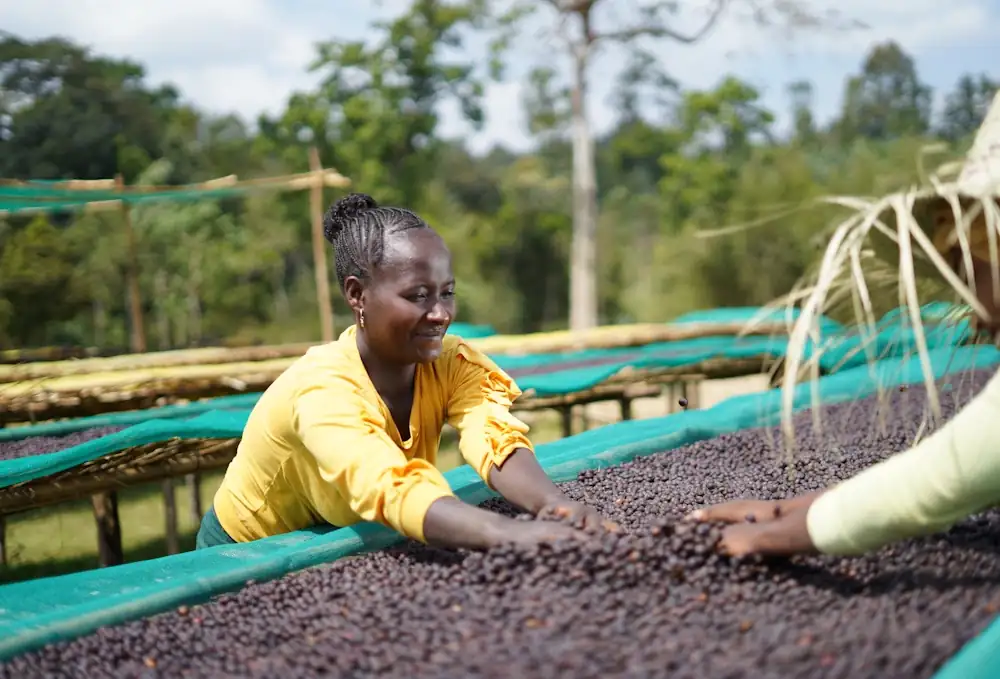 Producers are increasingly scrutinising every stage of coffee processing