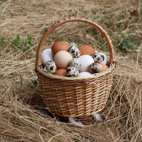 Why do some eggs have double yolks? The science behind it explained