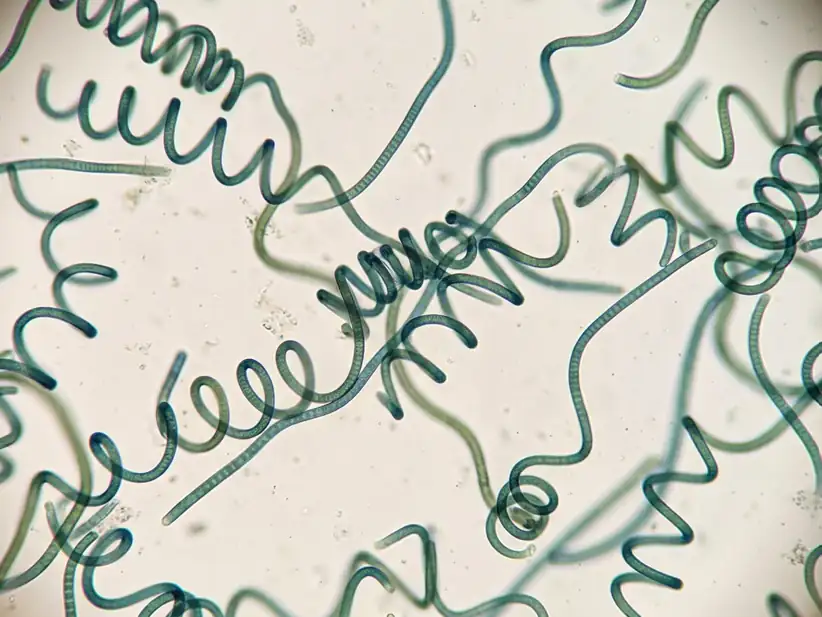 Spirulina: what it is, real benefits, how to take it, and when to be careful