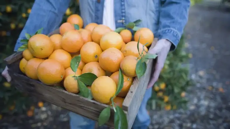 Lima Oranges Are The Extra Sweet Variety Perfect For Snacking