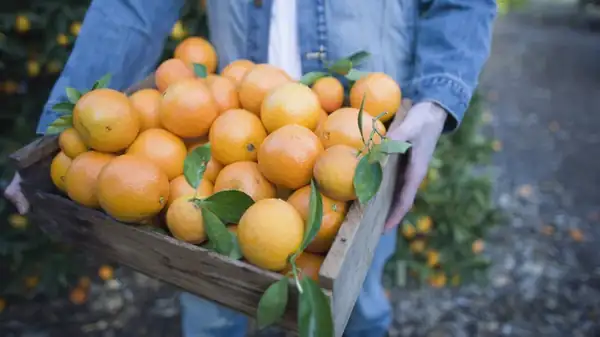 Lima Oranges Are The Extra Sweet Variety Perfect For Snacking