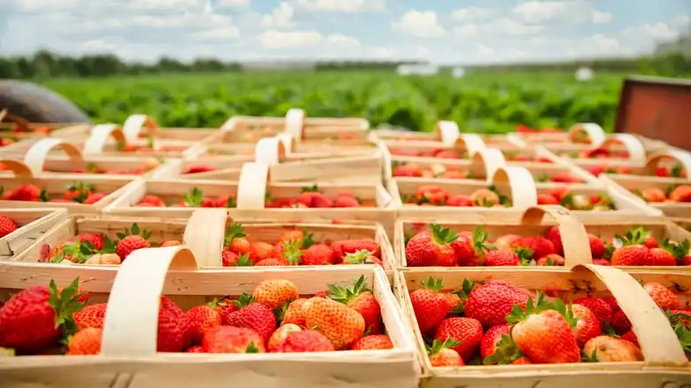 13 Strawberry Varieties You Might Not Be Aware Of