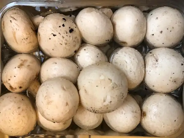 Mushroom sauce. The perfect accompaniment to pasta, rice, and meat