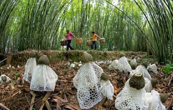 Forests, a precious, strategic and undervalued resource to defeat global hunger and poverty
