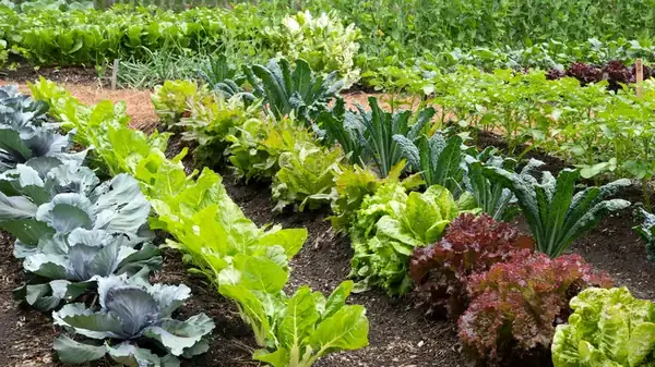 Una alternativa de rápido crecimiento a la lechuga que está pidiendo a gritos un lugar en tu jardín