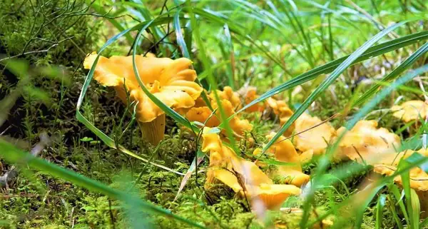 The forest floor covered in chanterelles is what everyone dreams about right now