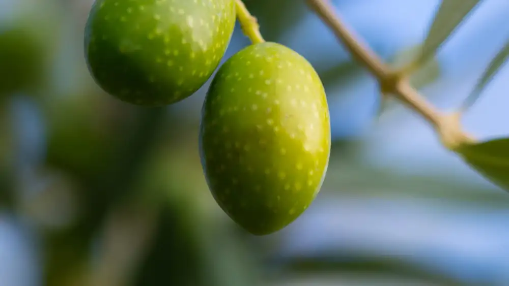 Olive Council Revises Standard to Recognize Coratina’s Natural Sterol Profile