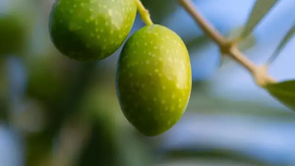 Olive Council Revises Standard to Recognize Coratina’s Natural Sterol Profile