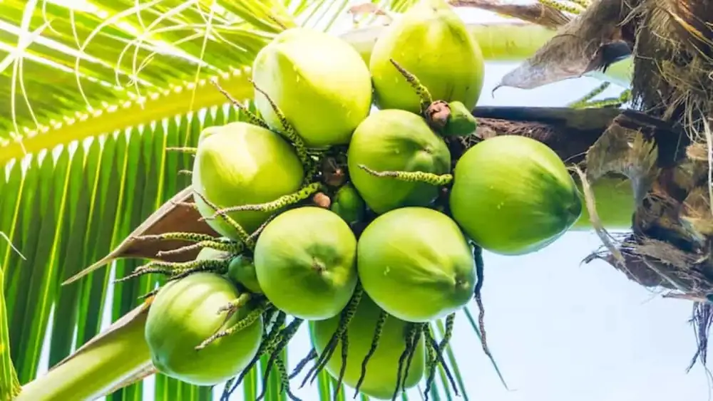 De la leche de coco a la panela de coco: cómo la India costera utiliza toda la palma