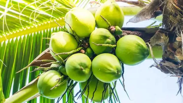 De la leche de coco a la panela de coco: cómo la India costera utiliza toda la palma