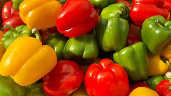 Should chili peppers be stored in the refrigerator all year round or not?