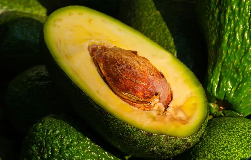 El sector australiano del aguacate se prepara para una cosecha récord en 2026