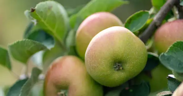 Why provenance is becoming one of bakery’s most important ingredients