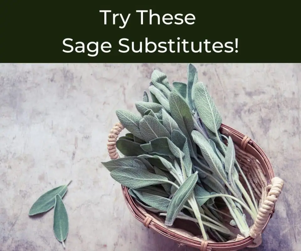 ¡Prueba estos sustitutos de la salvia y no sacrifiques el sabor de tus platos!