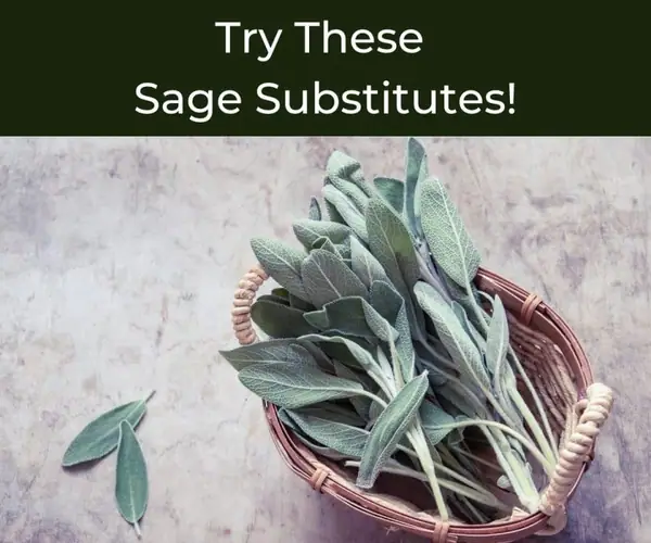 Try These Sage Substitutes & Don’t Sacrifice the Flavor of Your Cooking!
