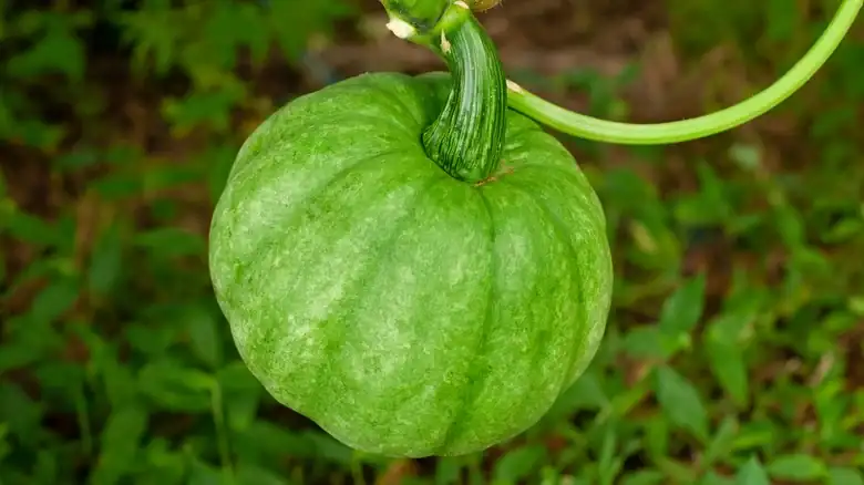 Choose An Unripe Green Pumpkin For Tastier Seeds
