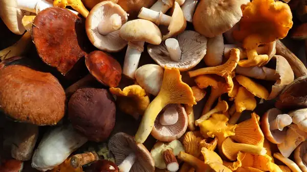 4 Easy Substitutes For Mushrooms In A Recipe