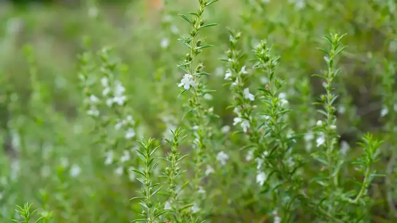 The Little-Known Herb That Deserves A Spot In Your Spice Rack