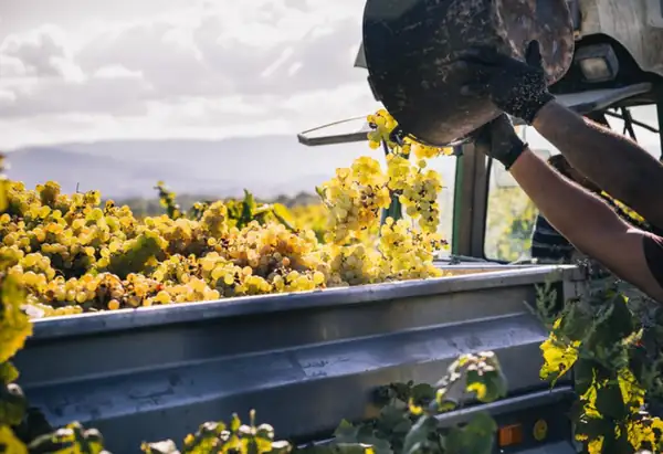 They demand urgent measures from the DO Cava regarding grape prices
