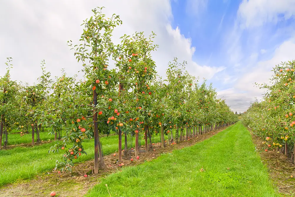 Uzbekistan looks to Serbia for fruit nursery expertise