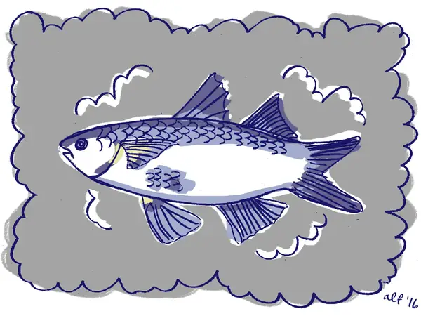 Ahora es el momento de comer salmonete ahumado, también conocido como salmón ahumado sureño