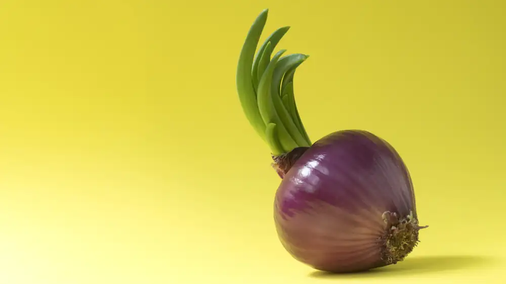 Is It Safe To Eat Sprouted Onions?
