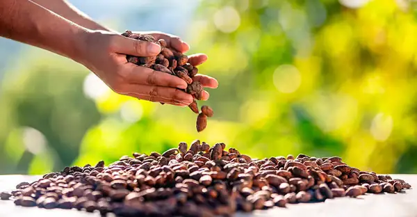 Huánuco: Producers from Monzón finalize sale of 100 MT of organic cocoa to French company